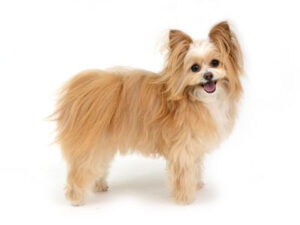 エムドッグス,動物プロダクション,ペットモデル,モデル犬,タレント犬,MIX犬,美海瑠,みみる