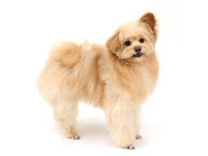 エムドッグス,動物プロダクション,ペットモデル,モデル犬,タレント犬,MIX犬,美海太,みみた