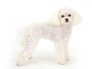 エムドッグス,動物プロダクション,ペットモデル,モデル犬,タレント犬,トイプードル,しえる