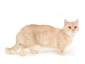 エムドッグス,動物プロダクション,ペットモデル,モデル猫,タレント猫,ミヌエット,あさひ