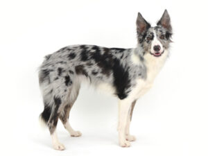 エムドッグス,動物プロダクション,ペットモデル,モデル犬,タレント犬,ボーダーコリー,NOVA,ノヴァ