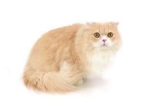 エムドッグス,動物プロダクション,ペットモデル,モデル猫,タレント猫,マンチカン,ゆうき