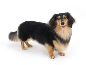 エムドッグス,動物プロダクション,ペットモデル,ペットタレント,モデル犬,タレント犬,ミニチュアダックスフンド,プリン