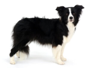 エムドッグス,動物プロダクション,ペットモデル,モデル犬,タレント犬,ボーダーコリー,NOVA,ノヴァ