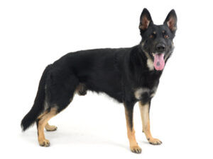 エムドッグス,動物プロダクション,ペットモデル,モデル犬,タレント犬,ジャーマンシェパード,ディーン