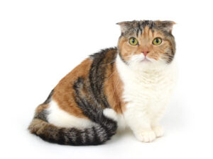エムドッグス,動物プロダクション,ペットモデル,モデル猫,タレント猫,マンチカン,みゆき
