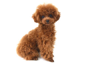 エムドッグス,動物プロダクション,ペットモデル,モデル犬,タレント犬,トイプードル,いちご