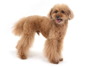 エムドッグス,動物プロダクション,ペットモデル,モデル犬,タレント犬,トイプードル,茶太,ちゃた