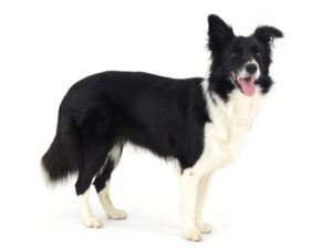 エムドッグス,動物プロダクション,ペットモデル,モデル犬,タレント犬,ボーダーコリー,NANA,ナナ
