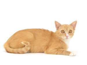 エムドッグス,動物プロダクション,ペットモデル,モデル猫,タレント猫,MIX猫,キイロ