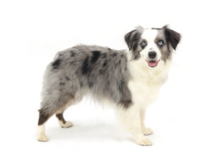 エムドッグス,動物プロダクション,ペットモデル,モデル犬,タレント犬,ミニチュアアメリカンシェパード,Pili,ピリ