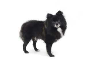 エムドッグス,動物プロダクション,ペットモデル,モデル犬,タレント犬,mix犬,ジャック