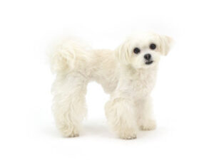 エムドッグス,動物プロダクション,ペットモデル,モデル犬,タレント犬,mix犬,ココ