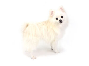 エムドッグス,動物プロダクション,ペットモデル,モデル犬,タレント犬,ポメラニアン,サラ