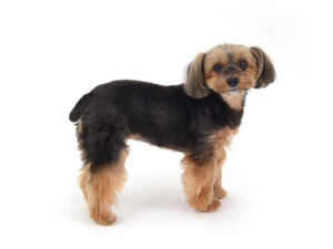 エムドッグス,動物プロダクション,ペットモデル,モデル犬,タレント犬,ヨークシャーテリア,きき
