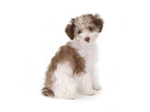 エムドッグス,動物プロダクション,ペットモデル,モデル犬,タレント犬,トイプードル,ぴの