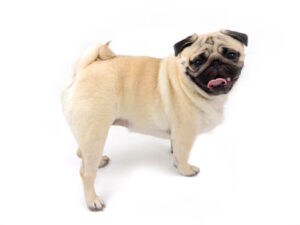 エムドッグス,動物プロダクション,ペットモデル,モデル犬,タレント犬,パグ、もろみ