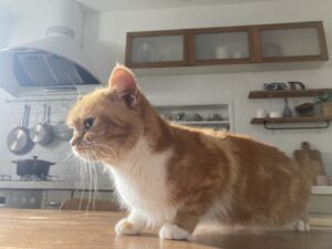 エムドッグス,動物プロダクション,ペットモデル,ペットタレント,モデル猫,タレント猫,スコティッシュフォールド,くつした,ラムキン,紅葉,もみじ