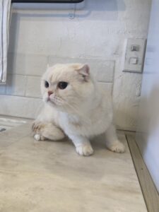 エムドッグス,動物プロダクション,ペットモデル,モデル猫,タレント猫,スコティッシュフォールド,きなこ,おもち
