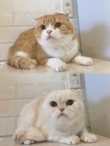 エムドッグス,動物プロダクション,ペットモデル,モデル猫,タレント猫,スコティッシュフォールド,きなこ,おもち