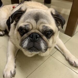 エムドッグス,動物プロダクション,ペットモデル,ペットタレント,モデル犬,タレント犬,パグ,小太郎