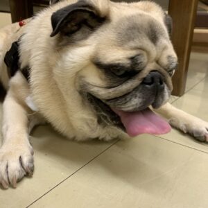 エムドッグス,動物プロダクション,ペットモデル,ペットタレント,モデル犬,タレント犬,パグ,小太郎