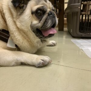 エムドッグス,動物プロダクション,ペットモデル,ペットタレント,モデル犬,タレント犬,パグ,小太郎