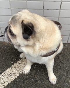 エムドッグス,動物プロダクション,ペットモデル,ペットタレント,モデル犬,タレント犬,パグ,小太郎