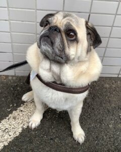 エムドッグス,動物プロダクション,ペットモデル,ペットタレント,モデル犬,タレント犬,パグ,小太郎