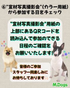 エムドッグス,動物プロダクション,ペットモデル,モデル犬,タレント犬,タレント猫,モデル猫,ペットモデルオーディション
