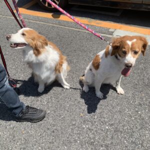 エムドッグス,動物プロダクション,ペットモデル,ペットタレント,モデル犬,タレント犬,ブリタニースパニエル,リゼ,ボーダーコリー,なっちゃん