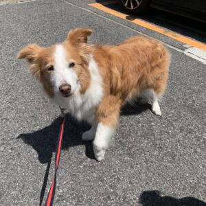 エムドッグス,動物プロダクション,ペットモデル,ペットタレント,モデル犬,タレント犬,ブリタニースパニエル,リゼ,ボーダーコリー,なっちゃん
