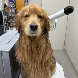 エムドッグス,動物プロダクション,ペットモデル,ペットタレント,モデル犬,タレント犬,ゴールデンレトリーバー,ビビ