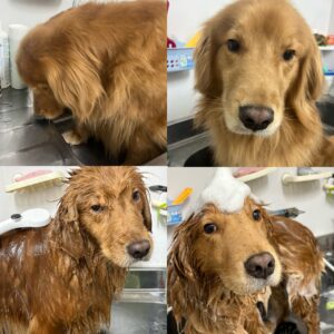 エムドッグス,動物プロダクション,ペットモデル,ペットタレント,モデル犬,タレント犬,ゴールデンレトリーバー,ビビ