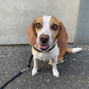 エムドッグス,動物プロダクション,ペットモデル,モデル犬,タレント犬,ビーグル,ラテ