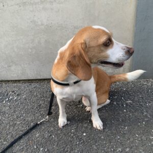 エムドッグス,動物プロダクション,ペットモデル,モデル犬,タレント犬,ビーグル,ラテ