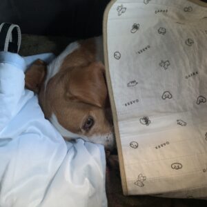 エムドッグス,動物プロダクション,ペットモデル,モデル犬,タレント犬,ビーグル,ラテ