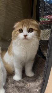 エムドッグス,動物プロダクション,ペットモデル,モデル猫,タレント猫,スコティッシュフォールド,子猫