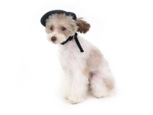 動物プロダクション,ペットモデル,モデル犬,タレント犬,トイプードル,ぴの