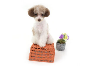 動物プロダクション,ペットモデル,モデル犬,タレント犬,トイプードル,ぴの