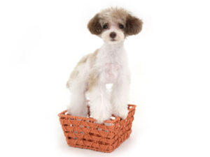 動物プロダクション,ペットモデル,モデル犬,タレント犬,トイプードル,ぴの