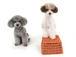 動物プロダクション,ペットモデル,モデル犬,タレント犬,トイプードル,ぴの