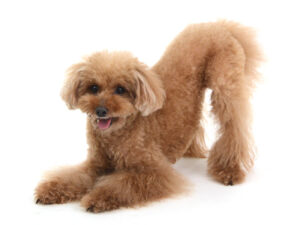 エムドッグス,動物プロダクション,ペットモデル,モデル犬,タレント犬,トイプードル,茶太,ちゃた