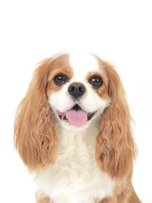 エムドッグス,動物プロダクション,ペットモデル,モデル犬,タレント犬,キャバリア,えま