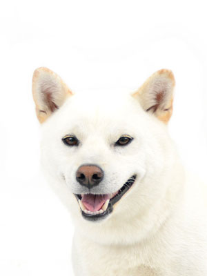 エムドッグス,動物プロダクション,ペットモデル,モデル犬,タレント犬,柴犬,たろ太