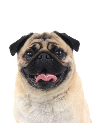 エムドッグス,動物プロダクション,ペットモデル,モデル犬,タレント犬,パグ、パポ