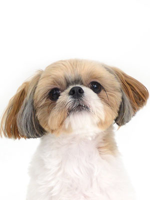 エムドッグス,動物プロダクション,ペットモデル,モデル犬,タレント犬,MIX犬,小太郎