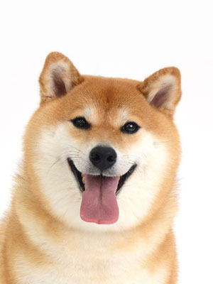 エムドッグス,動物プロダクション,ペットモデル,モデル犬,タレント犬,柴犬,こなな