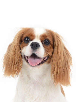 エムドッグス,動物プロダクション,ペットモデル,モデル犬,タレント犬,キャバリア,きずな