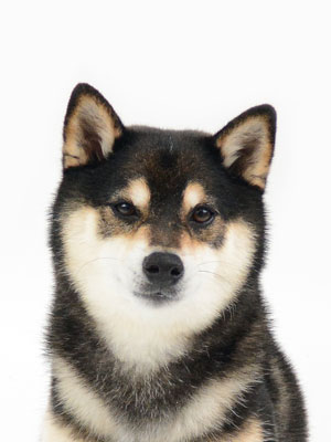 エムドッグス,動物プロダクション,ペットモデル,モデル犬,タレント犬,柴犬,アル